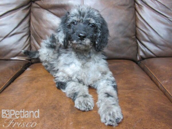 F2 ST Goldendoodle-DOG-Male-Blue Merle-24766-Petland Frisco, Texas