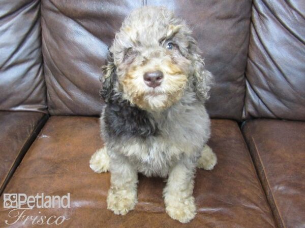 F2 ST Goldendoodle DOG Female Chocolate Merle 24765 Petland Frisco, Texas