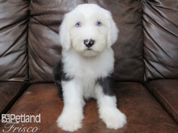 Old English Sheepdog DOG Male Black White 24762 Petland Frisco, Texas