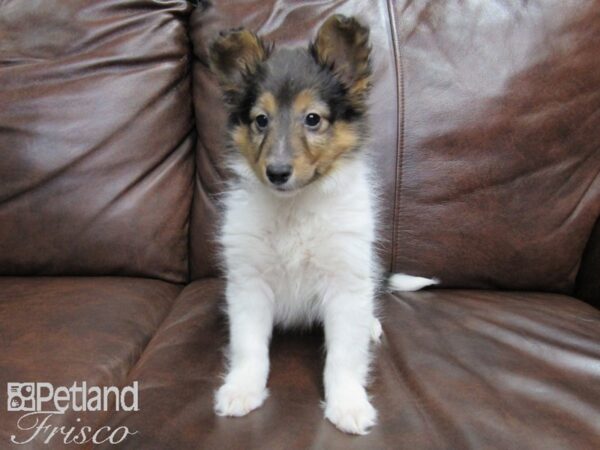 Shetland Sheepdog DOG Female Black White and Tan 24752 Petland Frisco, Texas