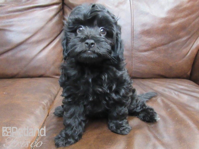 2nd Generation Mini Goldendoodle-DOG-Female-Black-2614114-Petland Frisco, Texas