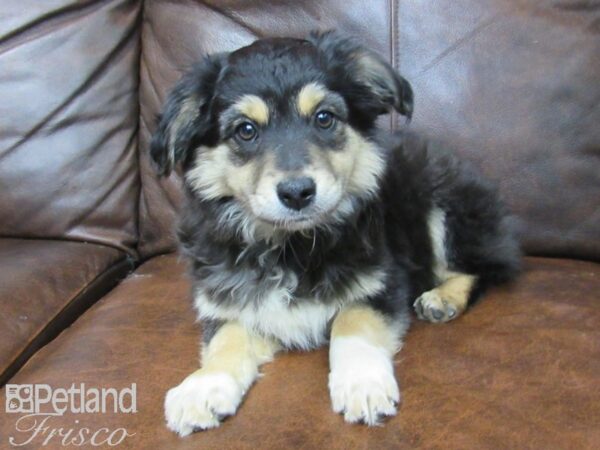 Miniature Australian Shepherd-DOG-Female-Tri-24701-Petland Frisco & Mckinney, Texas