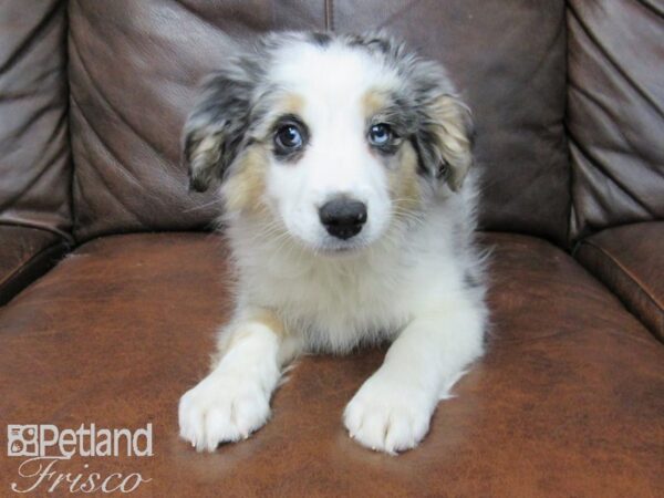 Miniature Australian Shepherd DOG Female Blue Merle 24702 Petland Frisco, Texas