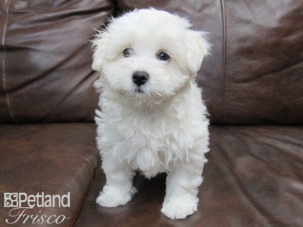 Havachon-DOG-Female-White-24705-Petland Frisco & Mckinney, Texas