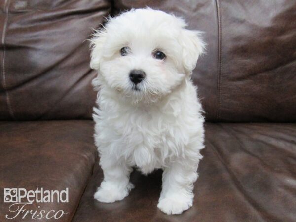 Havachon-DOG-Female-White-24705-Petland Frisco, Texas