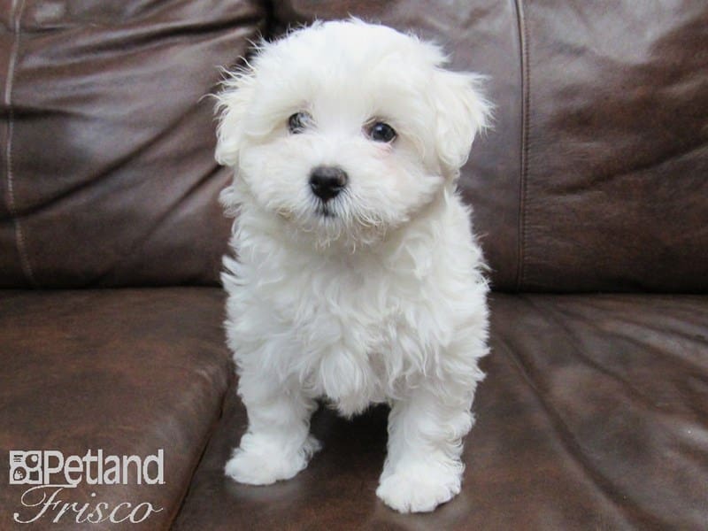 Havachon-DOG-Female-White-2614096-Petland Frisco, Texas