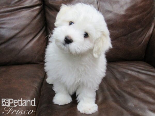 Havachon DOG Male White 24707 Petland Frisco, Texas