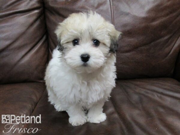 Havachon-DOG-Female-Tri-24708-Petland Frisco, Texas