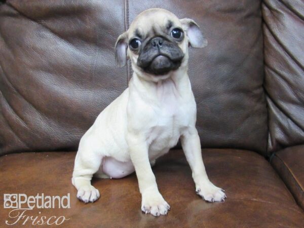 Pug-DOG-Female-FAWN-24717-Petland Frisco, Texas