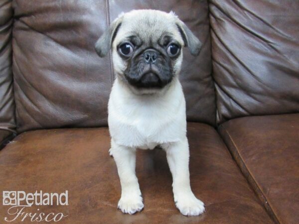 Pug DOG Male FAWN 24718 Petland Frisco, Texas