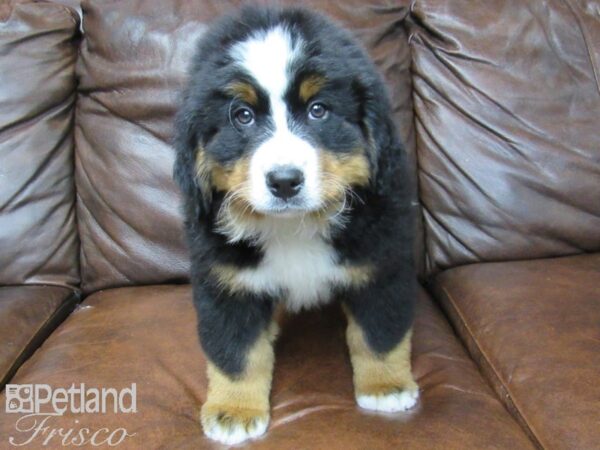 Bernese Mountain Dog DOG Female Tri 24726 Petland Frisco, Texas