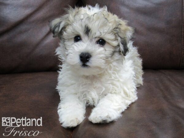 Havachon-DOG-Male-White and Grizzle-24727-Petland Frisco, Texas