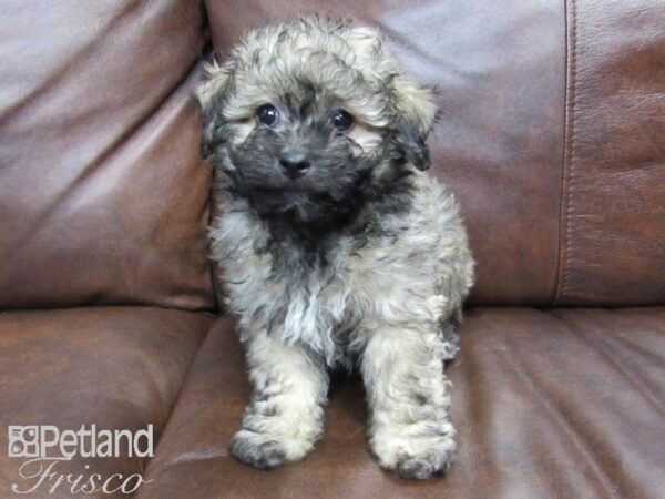 Havachon-DOG-Male-White and Grizzle-24728-Petland Frisco, Texas