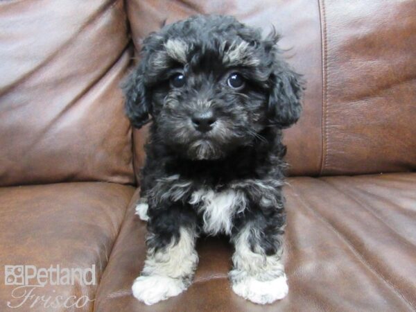 Havachon DOG Female Black and White 24729 Petland Frisco, Texas