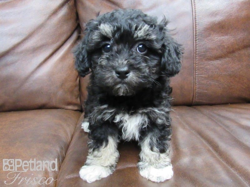 Havachon-DOG-Female-Black and White-2619975-Petland Frisco, Texas