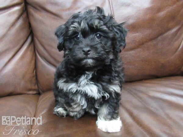 Havachon DOG Male White, Grizzle and Tan 24730 Petland Frisco, Texas