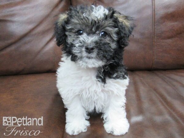 Havanese DOG Female Parti 24732 Petland Frisco, Texas