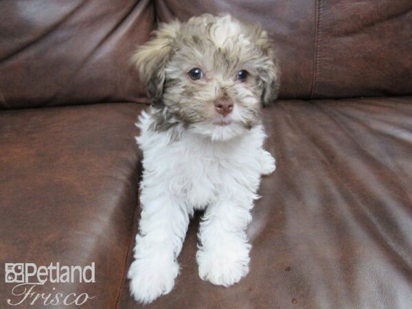 Havanese DOG Female Parti 24733 Petland Frisco, Texas