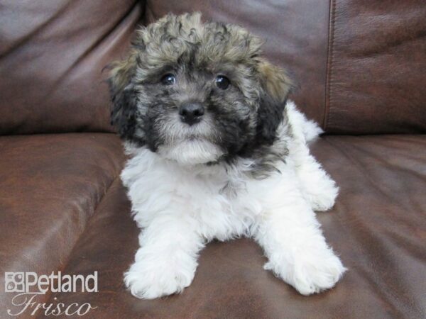 Havanese DOG Male Parti 24734 Petland Frisco, Texas