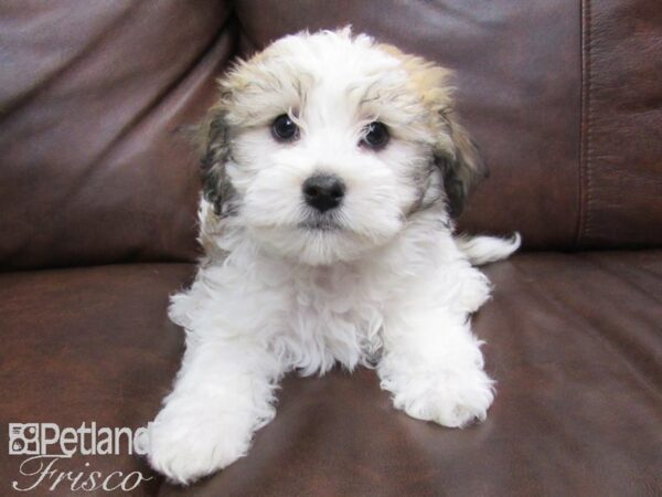 Havanese DOG Male Parti 24735 Petland Frisco, Texas