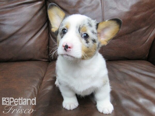 Pembroke Welsh Corgi DOG Male Blue Merle 24736 Petland Frisco, Texas