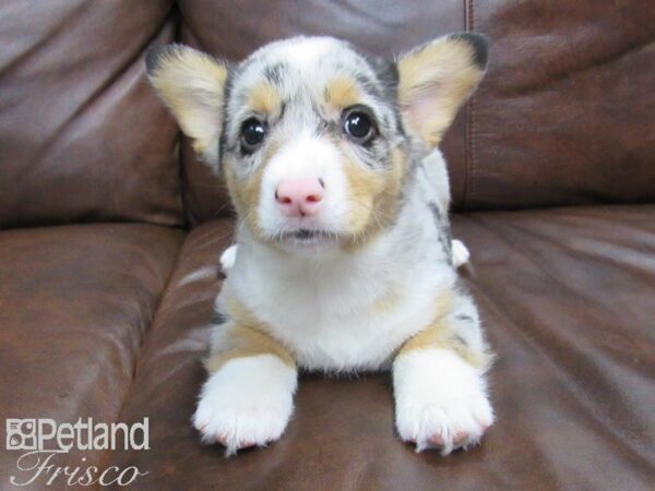 Pembroke Welsh Corgi DOG Male Blue Merle 24737 Petland Frisco, Texas