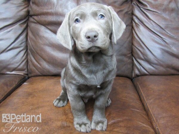 Labrador Retriever DOG Male Silver 24738 Petland Frisco, Texas