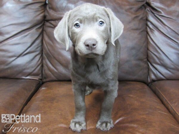 Labrador Retriever DOG Female Silver 24739 Petland Frisco, Texas