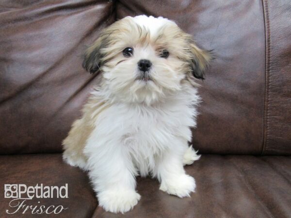 Shih Tzu DOG Female White and Tan 24740 Petland Frisco, Texas