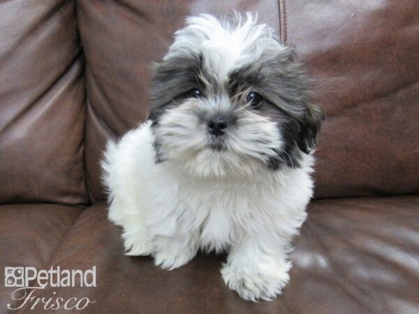 Shih Tzu DOG Female Grizzle and White 24741 Petland Frisco, Texas