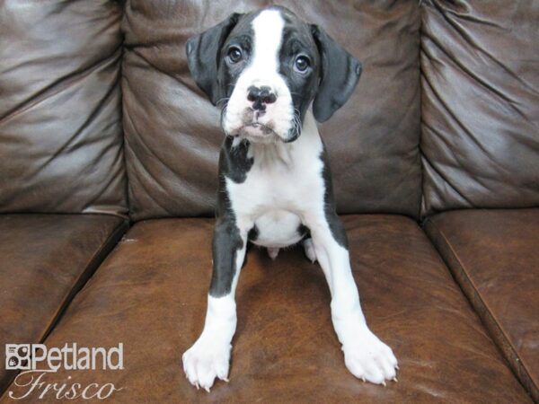 Boxer DOG Male Black and White 24742 Petland Frisco, Texas