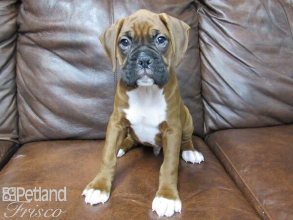 Boxer DOG Male Fawn 24747 Petland Frisco, Texas