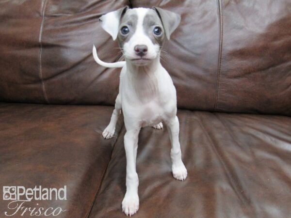 Italian Greyhound DOG Female White and Blue Fawn 24749 Petland Frisco, Texas