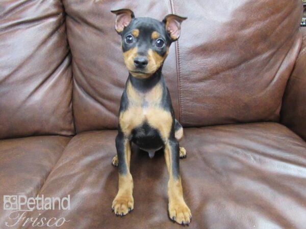 Miniature Pinscher DOG Male Black and Rust 24750 Petland Frisco, Texas