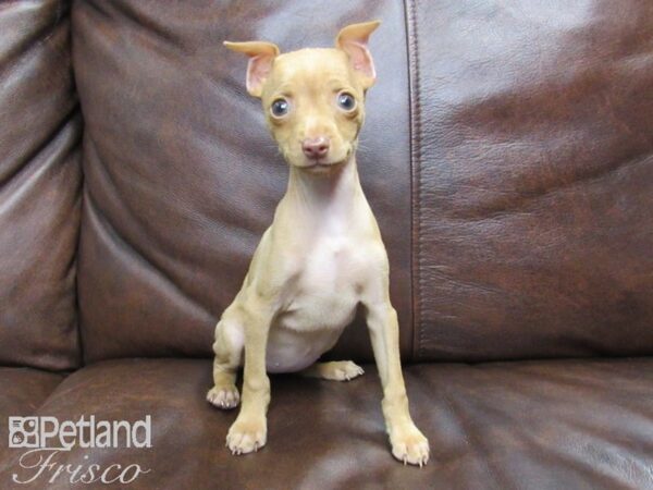 Miniature Pinscher-DOG-Female-Red-24751-Petland Frisco & Mckinney, Texas