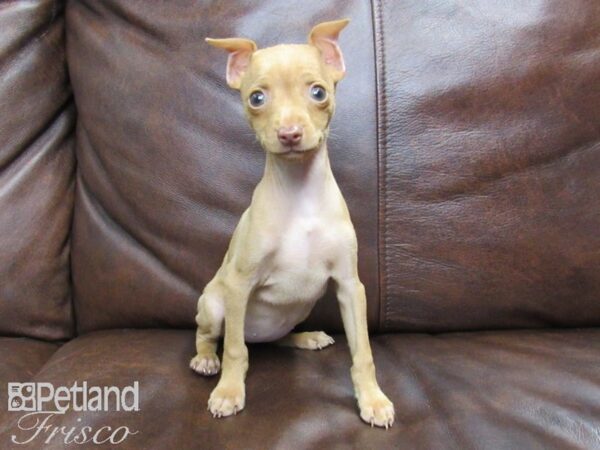 Miniature Pinscher DOG Female Red 24751 Petland Frisco, Texas