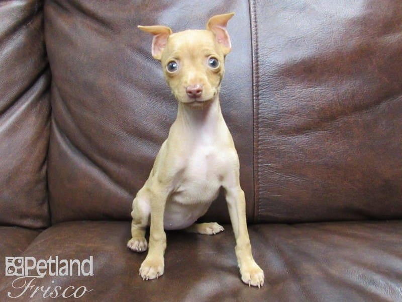 Miniature Pinscher-DOG-Female-Red-2619330-Petland Frisco, Texas