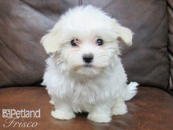 Maltese DOG Male White 24817 Petland Frisco, Texas