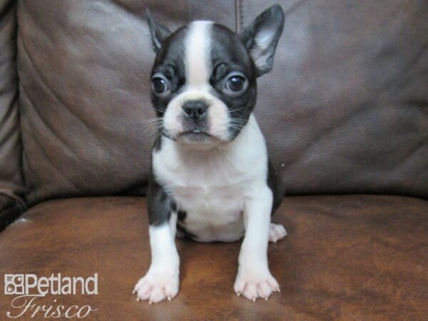 Boston Terrier DOG Female BLK WH 24816 Petland Frisco, Texas