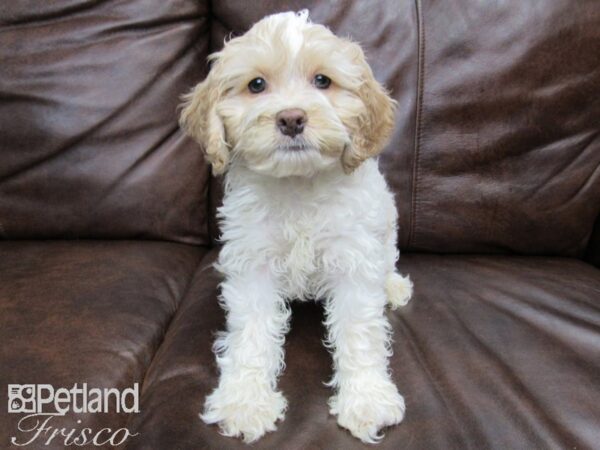 Cock A Poo DOG Male BUFF WHITE 24815 Petland Frisco, Texas