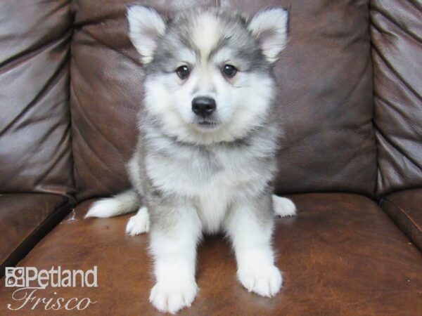 Huskimo-DOG-Female-SILVER WH-24813-Petland Frisco & Mckinney, Texas