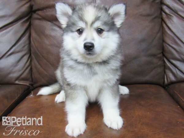 Huskimo DOG Female SILVER WH 24813 Petland Frisco, Texas