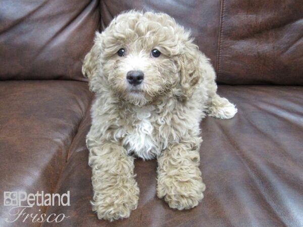 Goldendoodle Mini-DOG-Female-Latte-24811-Petland Frisco & Mckinney, Texas
