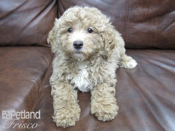 Goldendoodle Mini DOG Female Latte 24811 Petland Frisco, Texas