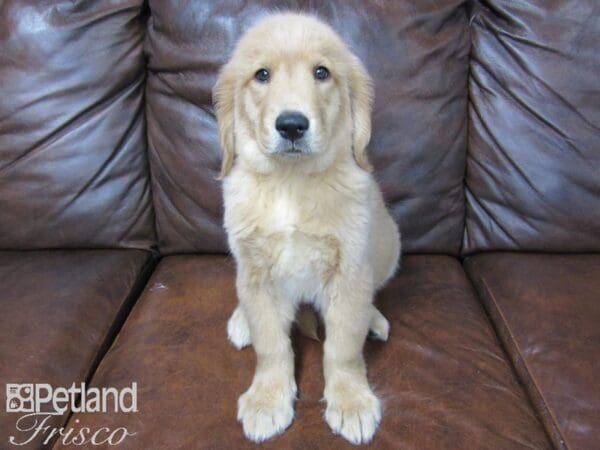 Golden Retriever-DOG-Female-Golden-24810-Petland Frisco, Texas