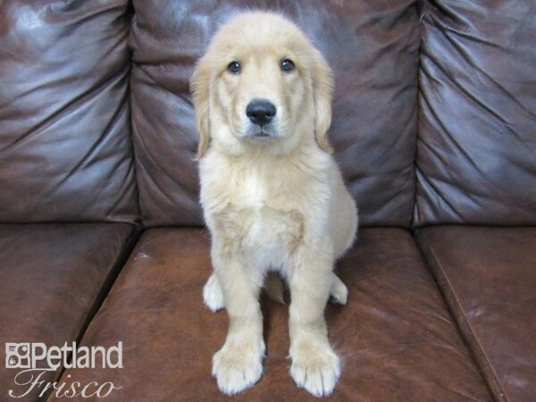 Golden Retriever DOG Female Golden 24810 Petland Frisco, Texas