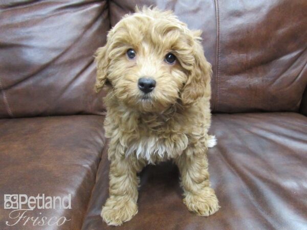 Goldendoodle Mini-DOG-Female-Red-24808-Petland Frisco & Mckinney, Texas