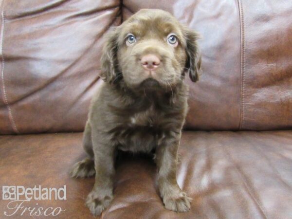 Mini Hippo DOG Female choc 24807 Petland Frisco, Texas