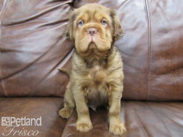 Mini Hippo-DOG-Male-BUFF-24806-Petland Frisco, Texas