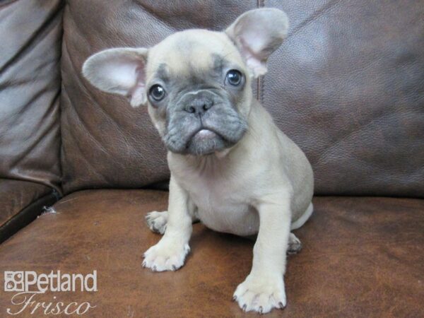 French Bulldog DOG Female Blue Sable 24805 Petland Frisco, Texas